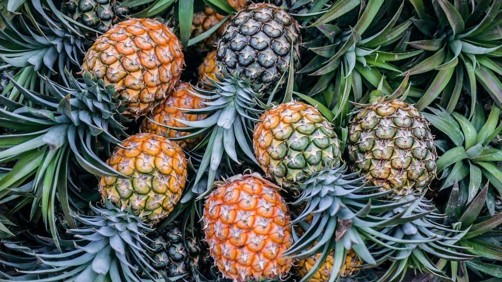 A group of golden pineapples with green leaves, photo © Phoenix Han for unsplash.com