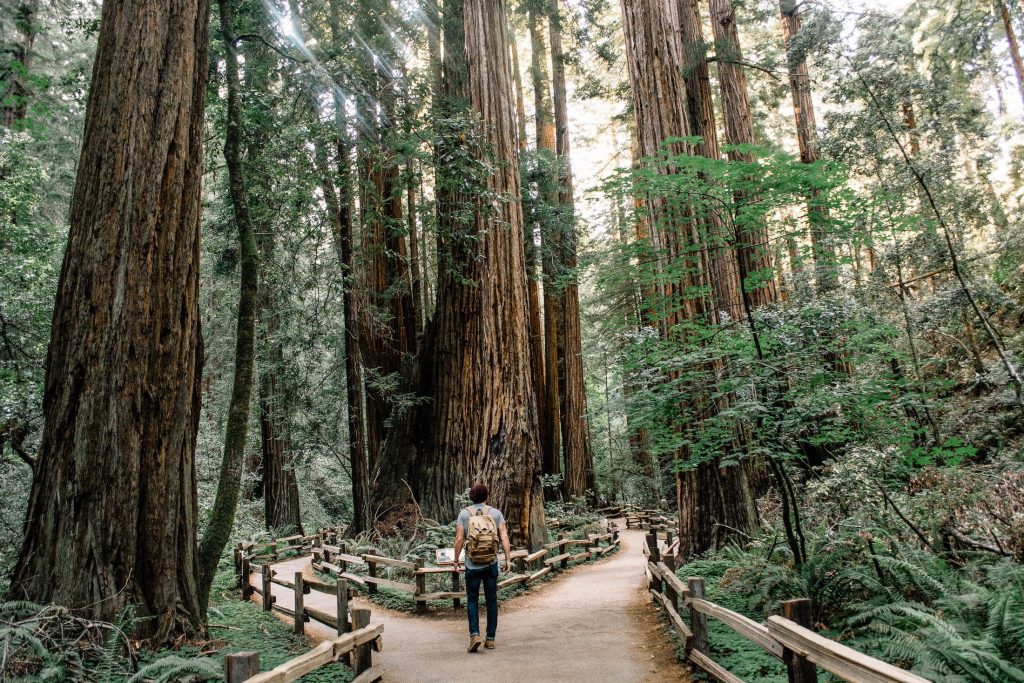 The Redwoods are a gorgeous place to visit and make part of your 4-Day Solo Getaway to Santa Cruz, California. Photo © Caleb Jones for Unsplash