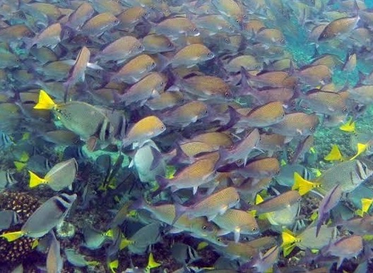 colorful fish swim in large batches in this underwater photo representing the sea life of Cabo San Lucas, Mexico, photo © Kate Dana