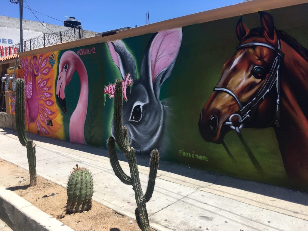 a colorful mural of animals on a wall in a neighborhood in Cabo San Lucas, Mexico photo © Kate Dana