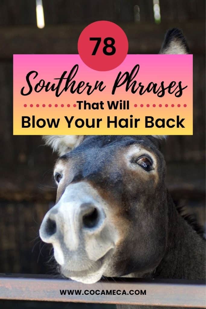 A Pinterest graphic announcing the title of the blog post with URL to Cocameca.com features a close-up photo of a smiling burro in a barn for 78 Southern Phrases to Blow Your Hair Back, Cocameca.com photo © Canva