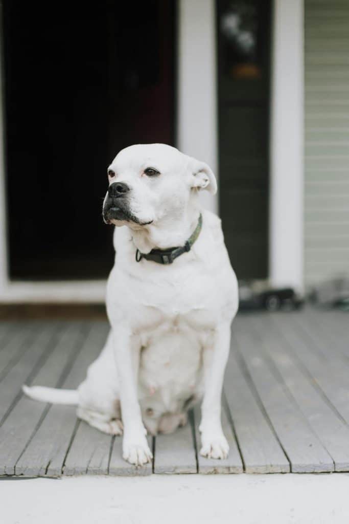 "If you can't run with the big dogs, stay under the porch": A white dog with dark eyes looks out from a wooden porch in this color, close-up photo for 78 Southern Phrases to Blow Your Hair Back, Cocameca.com photo © Kelly for Pexels