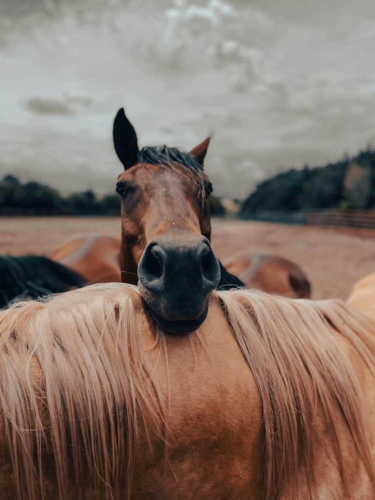 "Hold your Horses": a brown horse rests his head on another blonde horse in a field in this color, close-up photo for 78 Southern Phrases to Blow Your Hair Back, Cocameca.com photo ©D Gibson for Pexels.