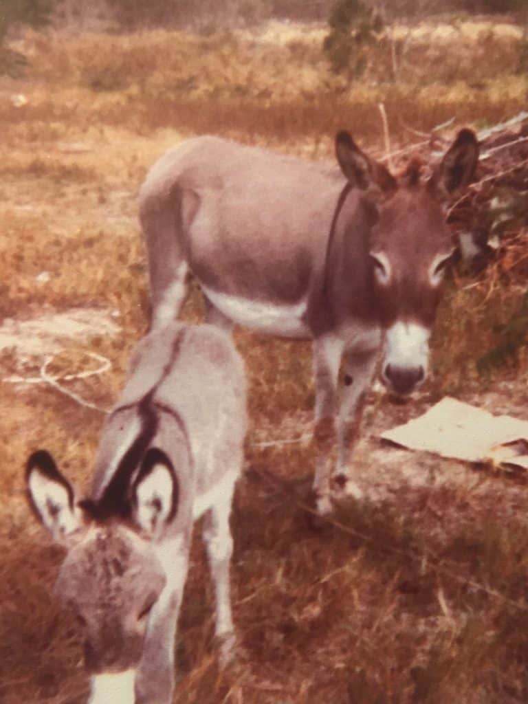 He's about as useful as a steering wheel on a mule: Two mules stand in a field in this color, close-up photo for 78 Southern Phrases to Blow Your Hair Back, Cocameca.com photo ©Kate Dana