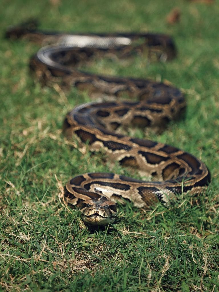 "Snake in the grass": A patterned snake slithers in tall, green grass in this color, close-up photo for 78 Southern Phrases to Blow Your Hair Back, Cocameca.com photo ©Canva