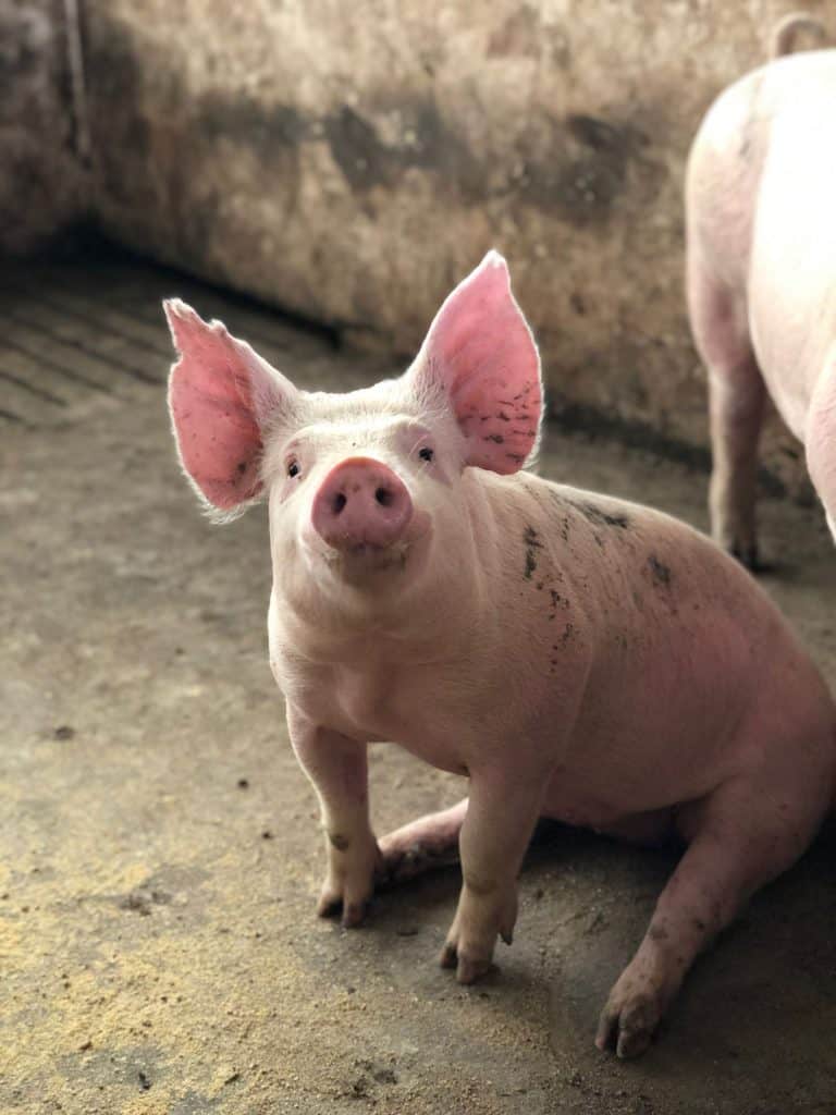 "You can't make a silk purse from a sow's ear": An adorable, pink pig sits in a barn, facing the camera, with its large, soft ears standing up in this color, close-up photo for 78 Southern Phrases to Blow Your Hair Back, Cocameca.com photo © Canva