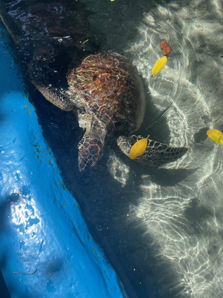 A tiny turtle swims peacefully in the small pool designed for hands-on activities at the Aquarium in Charleston, S.C., a city similar to Cartagena, Colombia, photo ©Kate Dana