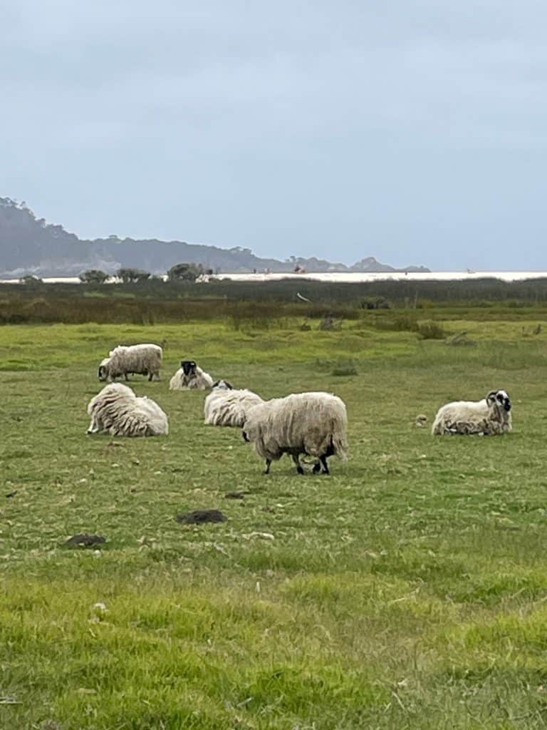 Fluffy sheep graze on green grass with a distant view of the ocean at Mission Ranch near Monterey and Carmel-by-the-Sea, California photo ©Kate Dana