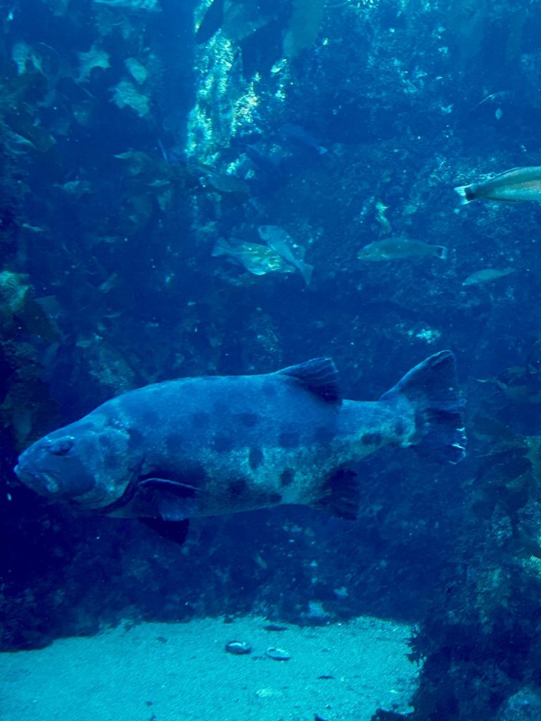 A large blue fish swims in the ocean during a dive in Cozumel, Mexico, photo ©Kate Dana