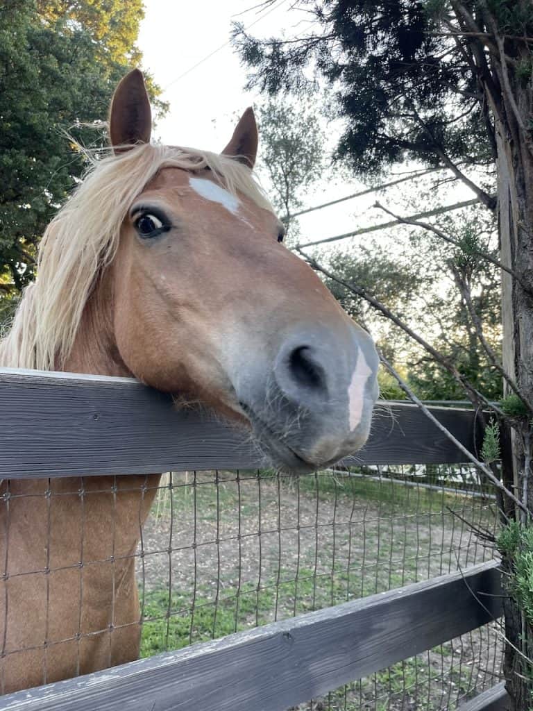 A smiling curious tan horse peeks over a wire fence, photo ©Kate Dana