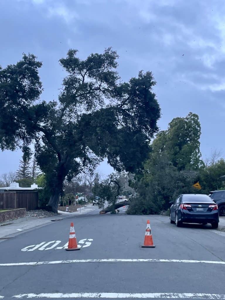 A mature tree lays across a residential street in front of a parked car, photo ©Kate Dana